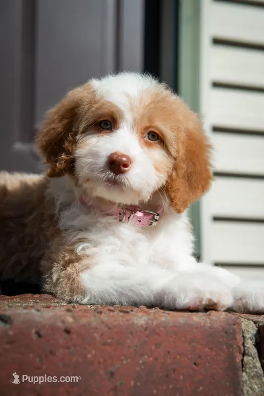 ⭐ LYRA ⭐ – Miniature Bernedoodle, Miniature Aussiedoodle puppy for sale in Lansing, MI