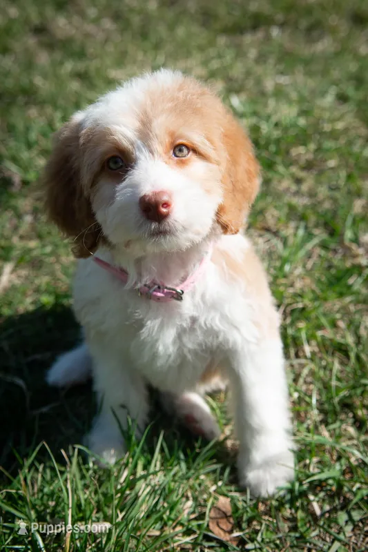 ⭐ LYRA ⭐ – Miniature Bernedoodle, Miniature Aussiedoodle puppy for sale in Lansing, MI