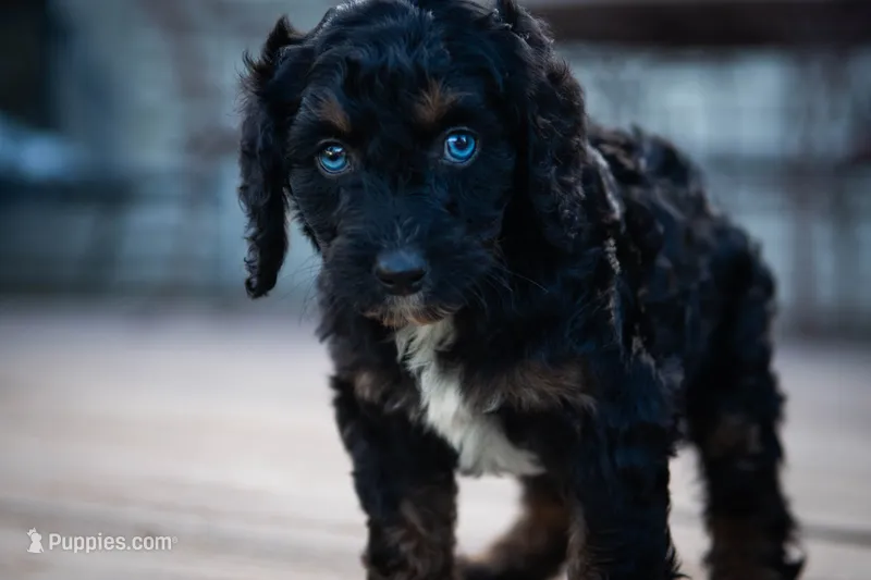 🌿 Nyx 🌿 – Aussiedoodle, Bernedoodle puppy for sale in Lansing, MI