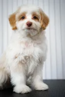 🍫 Heath 🍫, a male Aussiedoodle and Miniature Aussiedoodle for sale in Lansing, MI – 2 of 5