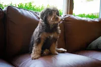 🤎 Kat 🤎, a female Miniature Bernedoodle and Miniature Aussiedoodle for sale in Lansing, MI – 9 of 9