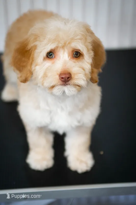 🍫 Reeses 🍫 – Aussiedoodle, Miniature Aussiedoodle puppy for sale in Lansing, MI
