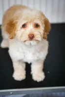 🍫 Reeses 🍫, a female Aussiedoodle and Miniature Aussiedoodle for sale in Lansing, MI – 1 of 5
