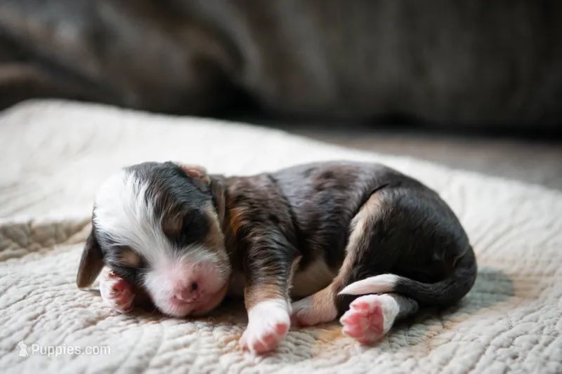 Whitney – Aussiedoodle, Bernedoodle puppy for sale in Lansing, MI