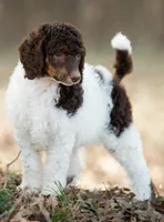 ✨ 🤎 Kora 🤎✨, a female Poodle - Multi-Colored Standard and Poodle - Standard  for sale in Lansing, MI – Photo 1 of 4