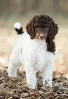 ✨ 🤎 Kora 🤎✨, a female Poodle - Multi-Colored Standard and Poodle - Standard  for sale in Lansing, MI – Photo 2 of 4