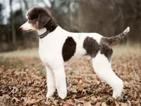 ✨ 🤎 Kora 🤎✨, a female Poodle - Multi-Colored Standard and Poodle - Standard  for sale in Lansing, MI – Photo 4 of 4