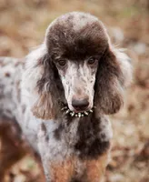 ✨ 🤎 Kora 🤎✨, a female Poodle - Multi-Colored Standard and Poodle - Standard  for sale in Lansing, MI – Photo 3 of 4