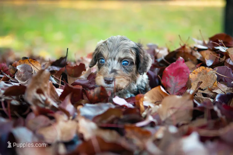 🍃🍂 Bowie 🍂🍃 – Aussiedoodle, Bernedoodle puppy for sale in Lansing, MI