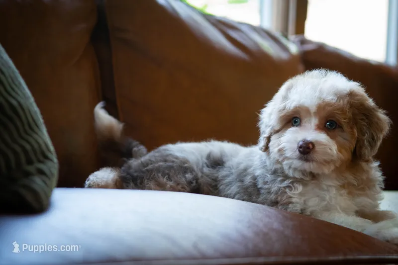 🤎 Twix 🤎 – Aussiedoodle, Miniature Aussiedoodle puppy for sale in Lansing, MI