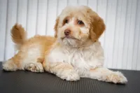 🍫 Reeses 🍫, a female Aussiedoodle and Miniature Aussiedoodle for sale in Lansing, MI – 4 of 5