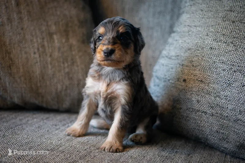 Selena – Aussiedoodle, Bernedoodle puppy for sale in Lansing, MI