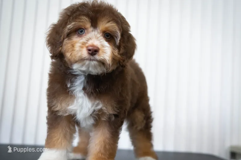 🍫 Snickers 🍫 – Aussiedoodle, Miniature Aussiedoodle puppy for sale in Lansing, MI