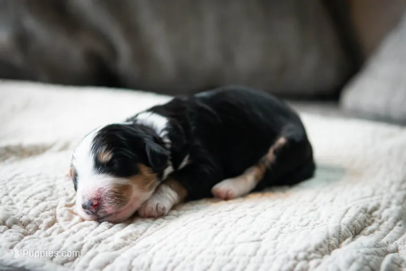 Ozzy – Aussiedoodle, Bernedoodle puppy for sale in Lansing, MI