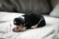 Ozzy, a male Aussiedoodle and Bernedoodle for sale in Lansing, MI – 1 of 1