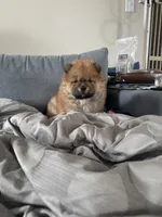 KBJ, a female Chow Chow for sale in Chicago, IL – Photo 1 of 7