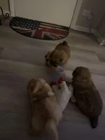 KBJ, a female Chow Chow for sale in Chicago, IL – Photo 5 of 7