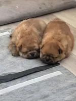 KBJ, a female Chow Chow for sale in Chicago, IL – Photo 4 of 7