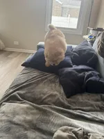 MJ, a male Chow Chow for sale in Chicago, IL – Photo 4 of 6