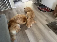 MJ, a male Chow Chow for sale in Chicago, IL – Photo 5 of 6