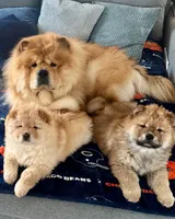 MJ, a male Chow Chow for sale in Chicago, IL – Photo 6 of 6