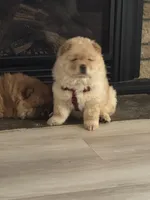 MJ, a male Chow Chow for sale in Chicago, IL – Photo 1 of 6