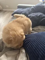 MJ, a male Chow Chow for sale in Chicago, IL – Photo 2 of 6