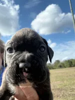 Girl 3 , a female Boxer for sale in Bonifay, FL – Photo 3 of 5