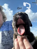 Girl 3 , a female Boxer for sale in Bonifay, FL – Photo 2 of 5