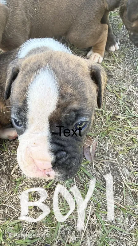 Bubba, a male Boxer for sale in Bonifay, FL – Photo 1 of 2
