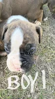 Bubba, a male Boxer for sale in Bonifay, FL – Photo 1 of 2