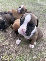 Bubba, a male Boxer for sale in Bonifay, FL – Photo 2 of 2