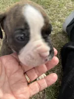 Boy 1, a male Boxer for sale in Bonifay, FL – Photo 1 of 6