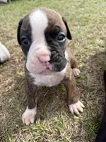 Boy 1, a male Boxer for sale in Bonifay, FL – Photo 5 of 6