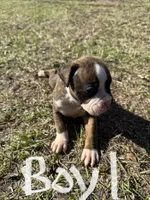 Boy 1, a male Boxer for sale in Bonifay, FL – Photo 4 of 6