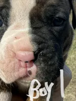 Boy 1, a male Boxer for sale in Bonifay, FL – Photo 2 of 6