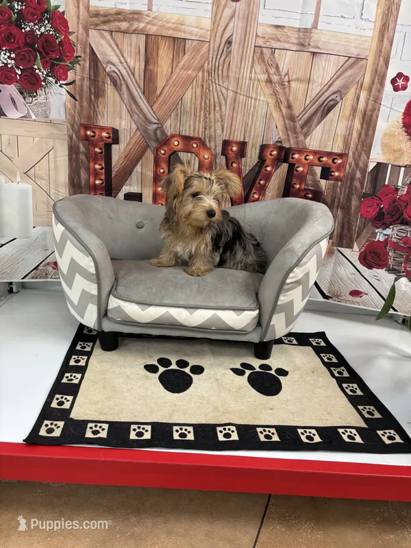 daisy – Yorkshire Terrier puppy for sale in Loxahatchee Groves, FL
