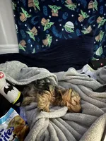 daisy, a female Yorkshire Terrier for sale in Loxahatchee Groves, FL – 4 of 4