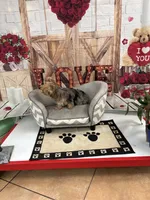 daisy, a female Yorkshire Terrier for sale in Loxahatchee Groves, FL – 3 of 4