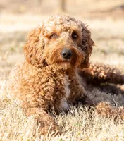 Willow, a female Miniature Goldendoodle for sale in The Colony, TX – 1 of 3
