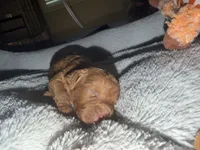 Red, a male Miniature Goldendoodle for sale in The Colony, TX – 7 of 7