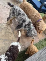 Bella, a female Miniature Goldendoodle for sale in The Colony, TX – 7 of 9