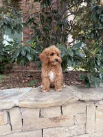 Bella, a female Miniature Goldendoodle for sale in The Colony, TX – 5 of 9