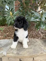 Oreo, a male Miniature Goldendoodle for sale in The Colony, TX – 4 of 10