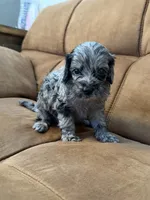 Cowboy, a male Miniature Goldendoodle for sale in The Colony, TX – 3 of 3