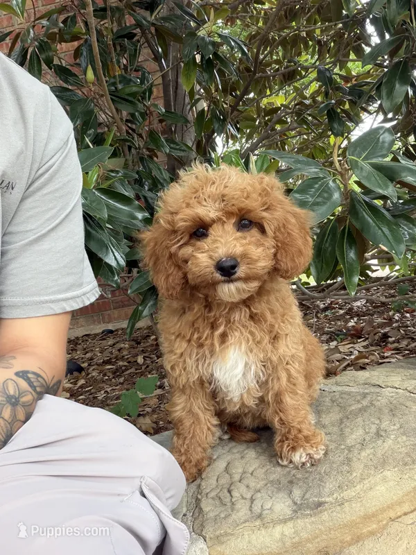 Bella – Miniature Goldendoodle puppy for sale in The Colony, TX