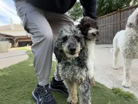 Hershey, a male Miniature Goldendoodle for sale in The Colony, TX – 7 of 10