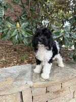 Oreo, a male Miniature Goldendoodle for sale in The Colony, TX – 5 of 10