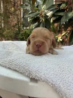 Ollie, a male Miniature Goldendoodle for sale in The Colony, TX – 2 of 4