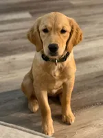 Sadie, a female Golden Retriever for sale in The Colony, TX – 1 of 5